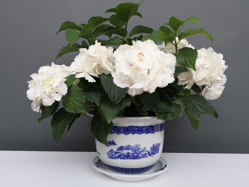 China porzellan blumentopf - china,