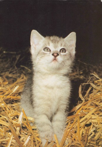 Ddr ansichtskarte katze - ddr,