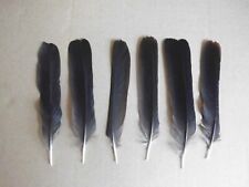 8 schwarze Vogelfedern 13  cm  lang