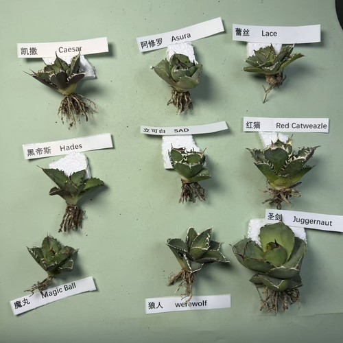 9pcs agave titanota group mix - 9pcs,