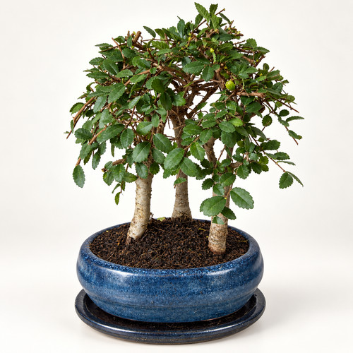 Bonsai wald zelkova parvifolia - zelkova,