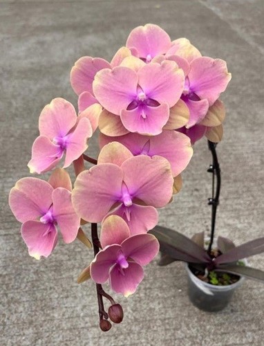 Orchidee phalaenopsis double - phalaenopsis,