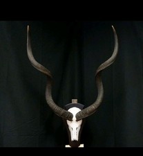 Kapitale Kudohörner 130cm auf