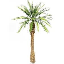 Palme / Dschungel - Höhe 26