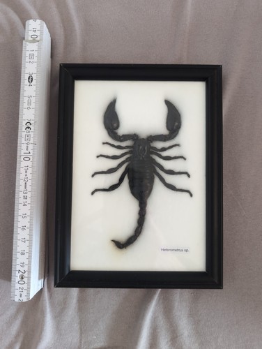 Skorpion taxidermie - skorpion,