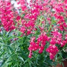 Roter Bartfaden 'Sunburst