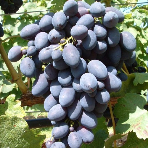 Kodrianka blaue weinrebe - kodrianka,