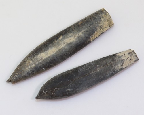 Belemnit pseudoduvalia sp - pseudoduvalia,