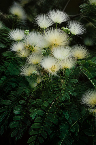 Albizia kalkora samen - kalkora,, 50