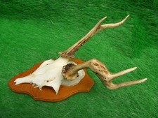 Rehbock abnorm Rehgeweih