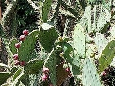 SAMEN tropische Frucht Blüten