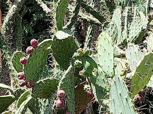 Samen tropische frucht blüten - tropische,