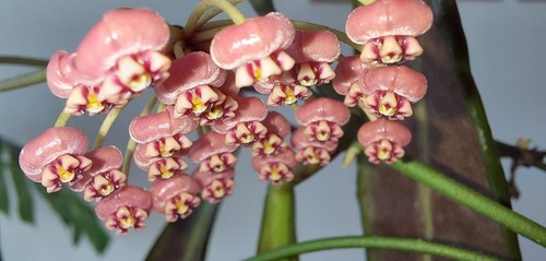 Hoya pulchra große pflanze - große,