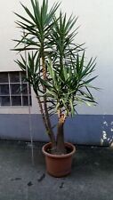 Palmlilie Yucca Palme Drachenbaum ca. 230 cm