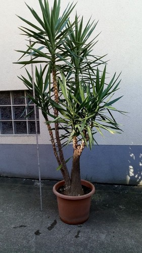 Palmlilie yucca palme - yucca,