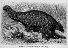 Schuppentier  Tannenzapfentier