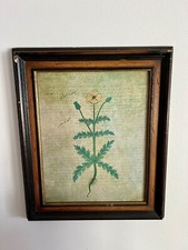 Gerahmte Nachbildung „Mohnblume“ aus dem Herbarium des Dioscurides