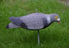 Lockvögel taube vollschale - lockvögel,