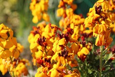 10.000 Samen GOLDLACK Cheiranthus cheiri Duftpflanze Wallflower