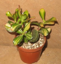 Crassula argentea cv Mikaeri