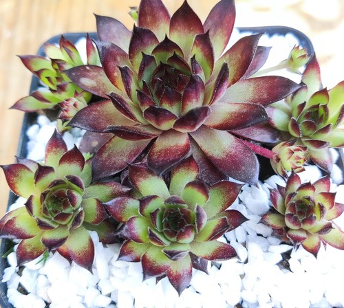 Sempervivum bronco 2x - "bronco",