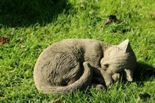 Katze liegend eingerollt