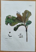 Maria Sibylla Merian