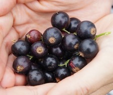 Schwarze Johannisbeere