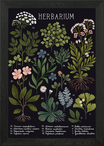 Herbarium dunkel gerahmtes