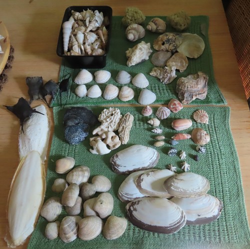 Muschelsammlung sepiaschalen - muschelsammlung,,