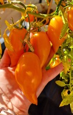 10 Samen Tomate „Buratino