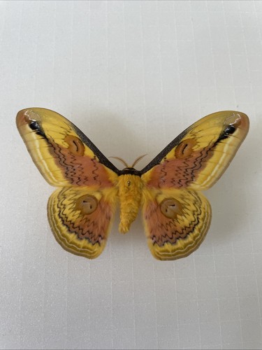 Entomologie*Loepa