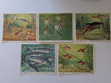 5 Stück Margarine Voss Kunstbilder Stichling Makrele Paradiesfisch Segelfisch