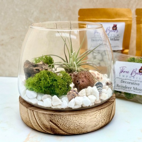 Luftpflanzenterrarium set mit - luftpflanzenterrarium,