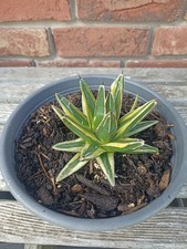 Agave Victoriae Reginae