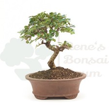 BONSAI Fächer- Zwergmispel
