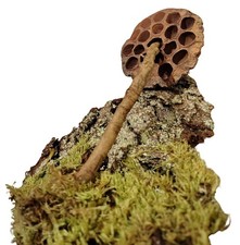 Lotus Kolben Elementar, Rinde mit echten Moos, Reptilien Zubehör, Terrarien Deko