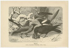 Raben im Winter Dohle