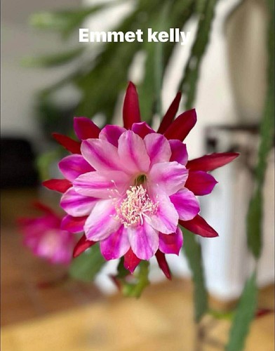 Epiphyllum blattkakteen - epiphyllum,