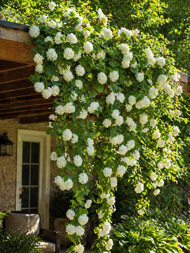 Sale273 snowball bush gemeiner - bush,