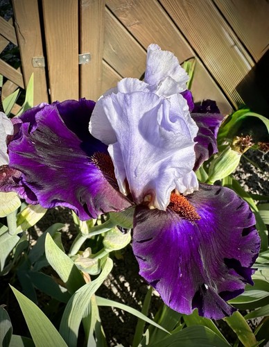 Schwertlilie iris - tb,,