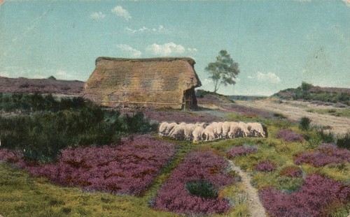 Blühende heide schafstall - blühende, heide,