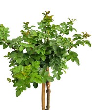 Kugel Esche Fraxinus Grüne Kugel Hochstamm 80 - 100 cm