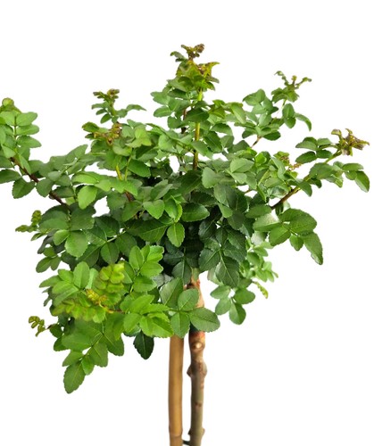 Kugel esche fraxinus grüne - kugel,