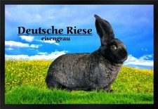 Fußmatte Schmutzfangmatte Kaninchen Deutsche Riese eisengrau F864