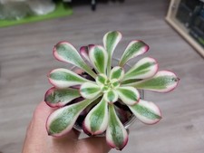 Sukkulenten Aeonium  Chanel 