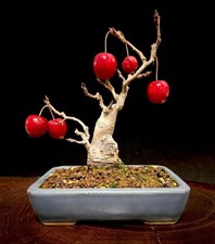 Bonsai Zierapfel  - Malus