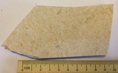 Saccocoma pectinata fossil - saccocoma,
