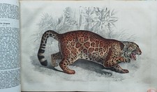 Buch der Welt Natur Geographie