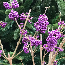 Callicarpa bodinieri Pflanze